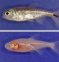 Except for the loss of eyes and pigment seen in the cave-dwelling form, the surface-dwelling (at top) and cave-dwelling fish (at bottom) are hard to tell apart. You can study evolution very nicely if you have both the ancestral and derived forms of evolving animals.