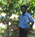 James Butubu of the Cacao and Coconut Research Institute in Rabaul, Papua New Guinea, evaluates the new progeny of a cacao tree. Cacao fruit grows from the tree's branches.
