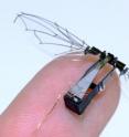 This is a recent prototype of the Harvard Microbiotic Fly, a three-centimeter wingspan flapping-wing robot.