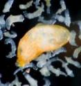 This large reproductive trematode flatworm
is surrounded by soldiers from its colony.