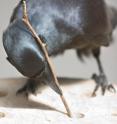 A captive New Caledonian crow forages for food using a stick tool.