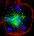 Mucus-secreting serous acinus at ending of a pig submucosal gland showing the location of CFTR (green). Red shows the location of the protein NHE1 as a marker for the basolateral membranes, and the blue shows the location of the nuclei of the cells in the acinus.