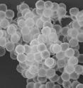 A scanning electron micrograph of porous silica microspheres filled with perfluoropentane vapor. This new material, invented at the University of California -- San Diego, is visible with Doppler ultrasound, sticks to breast tissue and can mark the location of tumors too small to be seen or felt during surgery.