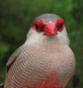 This image shows the details of a male common waxbill (<I>Estrilda astrild</I>) illustrating barred plumage.