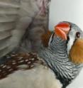 This photo shows exquisitely fine barred plumage in a male zebra finch (<I>Taeniopygia guttata</I>). The Zebra Finch is just one of many species where barred plumage appears at sexual maturity and only in males, indicating it that barred patterns can function in sexual signaling in birds.