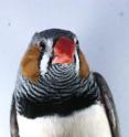 This photo shows exquisitely fine barred plumage in a male zebra finch (<I>Taeniopygia guttata</I>). The Zebra Finch is just one of many species where barred plumage appears at sexual maturity and only in males, indicating it that barred patterns can function in sexual signaling in birds.