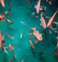 This image shows a spawning aggregation of orange roughy (<I>Hoplostethus atlanticus</I>) over a seamount (taken on a seamount on New Zealand's Chatham Rise.