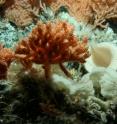 A dense assemblage of deep-sea sponges and corals includes the large orange primnoid sea fan (<I>Primnoa spp.</I>) (taken on a seamount on the Macquarie Ridge).