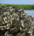 This is an oyster reef in the Baruch Marine Field Laboratory on the South Carolina coast.