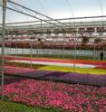 Rotating lamps at Wenke Greenhouses in Kalamazoo, Mich., induce early flowering of bedding plants.