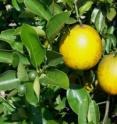 Researchers found ways to extend late-season harvest of popular Florida 'Valencia' oranges. Researchers found ways to extend late-season harvest of popular Florida 'Valencia' oranges.
