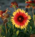 <I>Gaillardia pulchella</I> (<I>Asteraceae</I>), commonly known as Firewheel, Blanketflower or Indian Blanket, is a tough Florida native that grows on coastal dunes and sandhills, but is equally adapted to roadside and landscape use.