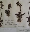 This is an herbarium sheet of the early spider orchid (<I>Ophrys sphegodes</I>) at Kew (a record from Kent for May 1, 1900).