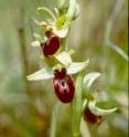 This is an early spider orchid (<I>Ophrys sphegodes</I>).
