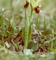 This is an early spider orchid (<I>Ophrys sphegodes</I>).