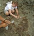 Mike Getty and Deanna Brandau work on <I>Utahceratops gettyi</I>, named for its place and its discoverer.