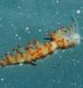 This is the newly discovered Califoronia sea slug, <i>Flabellina goddardi</i>, named after Jeff Goddard.