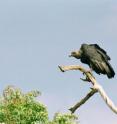 One of the "non-target"-species suffering from use of Diclofenac in veterinary medicine. While useful and metabolizable for mankind, Diclofenac causes severe kidney damage for vultures.