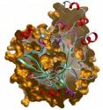 JmjD2C belongs to a class of proteins involved in epigenetic signaling.