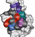 NMR reveals the binding sites on a protein.