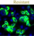 Infection of liver cells (green) by a nonresistant virus (left panel) is efficiently cleared by drug treatment. This same drug treatment has no effect on a resistant form of the virus (right) and infection can therefore persist (green).