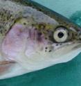 The role of a key nutrient which prevents cataracts in salmon has been revealed by eye specialists at the University of East Anglia.

Research published in the <i>American Journal of Physiology -- Regulatory, Integrative and Comparative Physiology</i> shows how the nutrient histidine, when added to the diet of farmed salmon, stops cataracts (clouding of the lens in the eye) from forming.