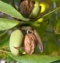 This image shows walnuts growing on walnut tree.