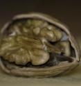 This is a closeup of a walnut in its shell.