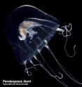 <I>Pandeopesis ikarii</i> -- a species of zooplankton found on the Inner Space Speciation Project to the Celebes Sea, October 2007