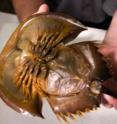This is a horseshoe crab.