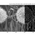 Image of dandelions rectified into separate channels for bright (ON) and dark (OFF) contrasts. More intense pixels correspond to stronger contrasts. Following rectification, highlights appear bright in the ON image and dark in the OFF image.