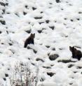 Female Cantabrian bears and their young do not hibernate.