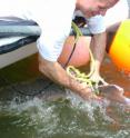 An Atlantic sturgeon is being removed from a gill net to be tagged with pop-up archival satellite tag.