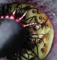 These are vinegar flies trapped in the calyx of the lily <i>Arum palaestinum</i>. These are vinegar flies trapped in the calyx of the lily <i>Arum palaestinum</i>.