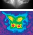 This is optical imaging of activated glomeruli of <i>Drosophila melanogaster</i>. The colored picture below shows stimulation with the lily odor (red areas, false color image). Top: <i>D. melanogaster</i>. This is optical imaging of activated glomeruli of <i>Drosophila melanogaster</i>. The colored picture below shows stimulation with the lily odor (red areas, false color image). Top: <i>D. melanogaster</i>.