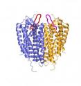 This is a structure of a pair of linked CXCR4 molecules (blue and gold) bound by loop-shaped peptide inhibitors (red and magenta).