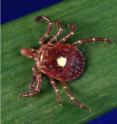 <i>A. americanum</i>, known as the lone-star tick because adult females sport a star on their backs, is the tick of concern in the St. Louis area. The most common tick in this region of the country, it has been shown to be the vector for several new diseases.