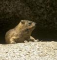 This image shows a hyrax basking in the sun.