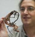 University of Florida vertebrate paleontologist Jonathan Bloch examines the full skeleton of <I>Labidolemur kayi</I>, a 55-million-year-old extinct mammal with odd ecological adaptations. Reddish-brown epoxy was used during the preparation process to hold the skeleton together. The UF study of <I>L. kayi</I>'s cranial anatomy is scheduled to appear in the Oct. 11 online edition of the <I>Zoological Journal of the Linnean Society</I>. Researchers determined <I>L. kayi</I> shares a common ancestor with rodents and primates, including humans.