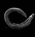 The new findings should allow researchers to target the reproductive capabilities of other flatworms, called Schistosomes, that parasitize humans and other animals.
