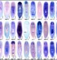The researchers traced expression of 51 prohormone genes in different tissues throughout the planarian body. One of these genes, known as npy-8, appears to promote the development and maintenance of the worm's reproductive organs.