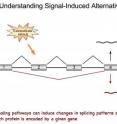 Signaling pathways can induce changes in splicing patterns so as to alter which protein is encoded by a given gene.