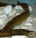 A picture of two silver lampreys, <I>Ichthyomyzon unicuspis</I>, some of the most primitive existing vertebrates.  Like the earliest vertebrates, they are long and eel-like.  True eels, however, are rather distantly related to lampreys.  Unlike eels and other fishes, lampreys do not have jaws or pectoral fins.  Instead, they have a sucker mouth, visible in the lower right, which they use to feed on other fishes. The lamprey nervous system is being used as a model to develop prosthetic devices for people with spinal cord injuries.