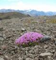 A single moss campion plant shows the influence of climate change on entire populations.