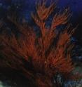 <P>This is an image of a Hawaiian Black Coral, <I>Antipathes griggi</I>.