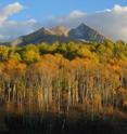 Poplars, aspens and other trees provide extensive "ecosystem services."