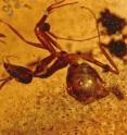 This ant was found in the Cambay amber deposit of western India.