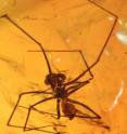 This spider was found in the Cambay amber deposit of western India.