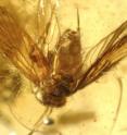 This <I>Psocoptera</I> specimen was found in Cambay amber of western India.