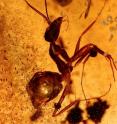 This ant was trapped more than 50 million years ago and is still in a comparatively good shape.